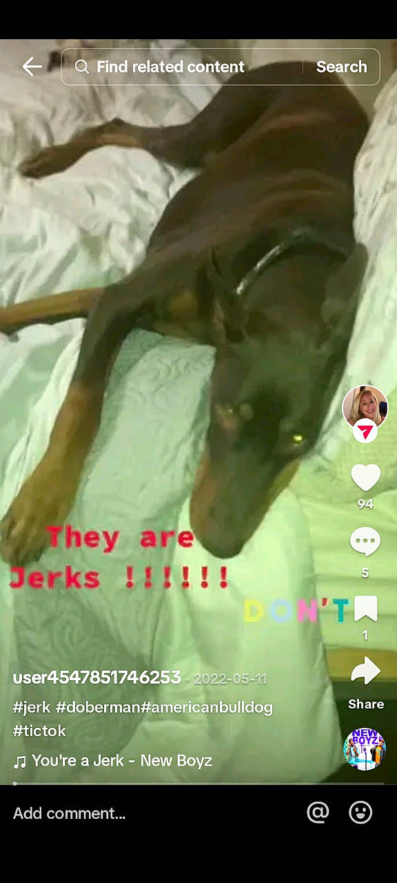 Bella is registered to the contest to win money with this photo: canidae, carnivore, comfort, companion_dog, dog, dog_breed, font, gesture, guard_dog, photo_caption, sleeve, sporting_group, terrestrial_animal, working_animal