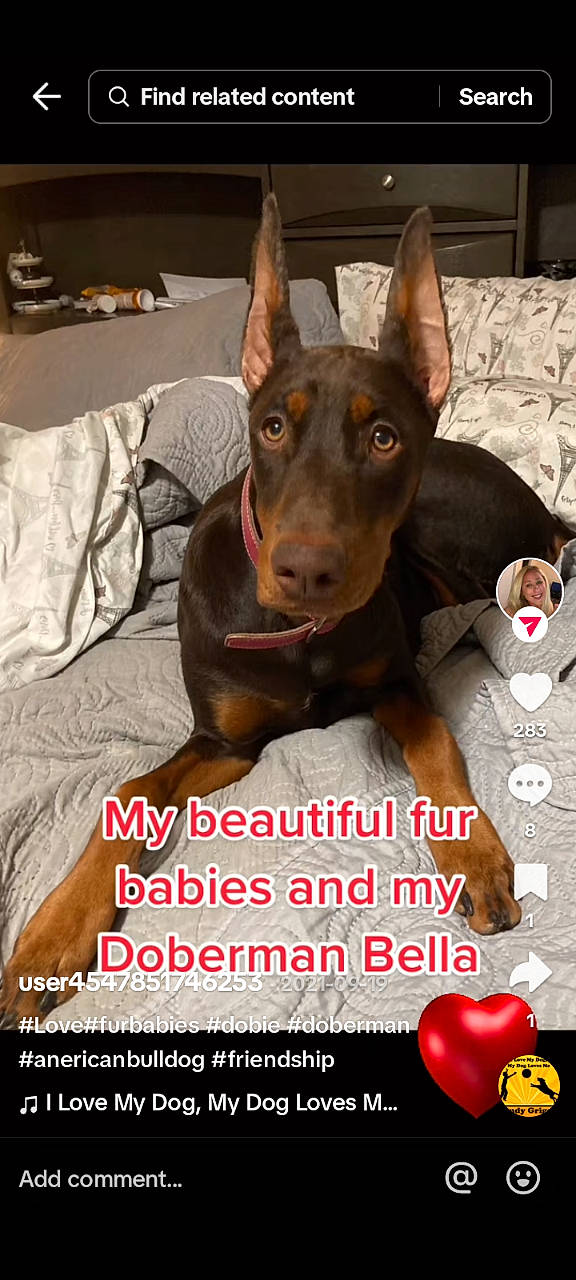 Bella is registered to the contest to win money with this photo: apple, canidae, carnivore, companion_dog, dog, dog_breed, dog_supply, font, guard_dog, liver, mug, natural_foods, pet_supply, photo_caption, sporting_group, toy_dog, working_animal, working_dog