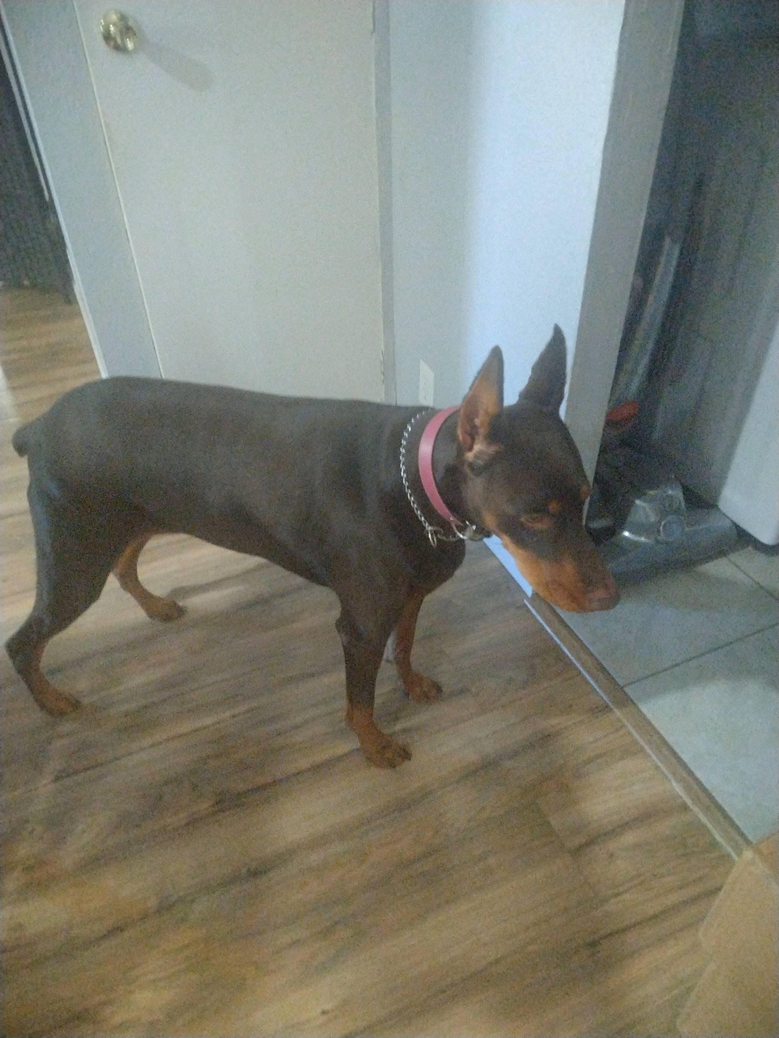 Bella joined the competition — help win amazing prizes! carnivore, collar, companion_dog, dobermann, dog, dog_breed, dog_collar, dog_supply, fawn, flooring, hardwood, laminate_flooring, liver, pet_supply, sporting_group, tail, window, wood, wood_flooring, working_animal