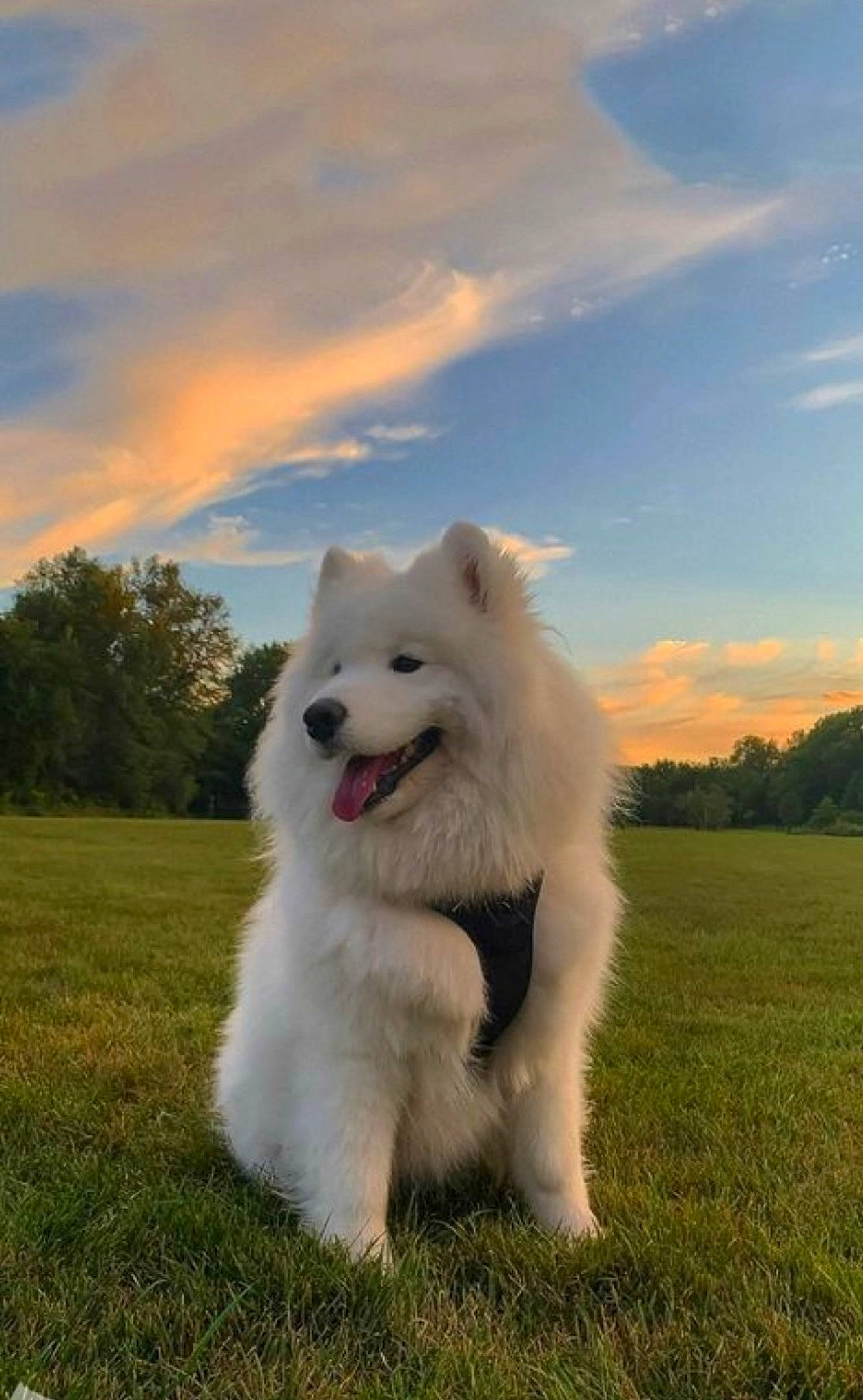 Nala a rejoint le concours — aidez-le/la à gagner de superbes lots ! american_eskimo_dog, canidae, carnivore, cloud, companion_dog, dog, dog_breed, german_spitz, german_spitz_klein, grass, indian_spitz, japanese_spitz, plant, samoyed, sky, snout, spitz, sporting_group, tree, volpino_italiano