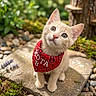 animal, cat, curious, cute, ears, fur, garden, greenery, kitten, moss, nature, outdoor, pebbles, pet, portrait, red_bandana, small, stone_path, whiskers, young