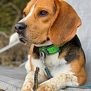 Uno a rejoint le concours — aidez-le/la à gagner de superbes lots ! beagle, dog, pet, animal, collar, leash, stick, paws, chair, outdoor, nature, brown, white, black, ears, face, portrait, closeup, resting, focused