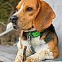 beagle, dog, pet, animal, collar, leash, stick, paws, chair, outdoor, nature, brown, white, black, ears, face, portrait, closeup, resting, focused