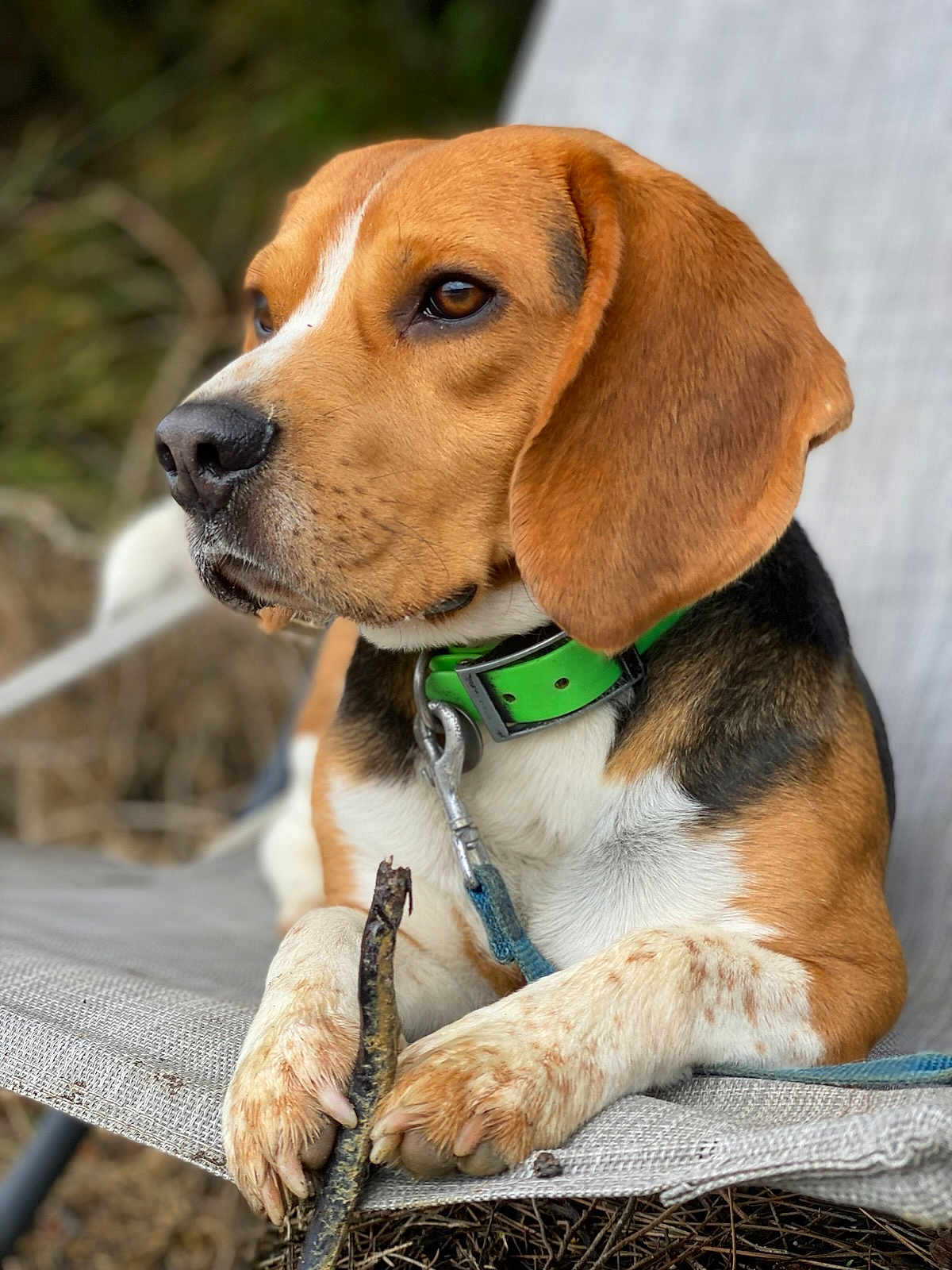 Uno a rejoint le concours — aidez-le/la à gagner de superbes lots ! beagle, dog, pet, animal, collar, leash, stick, paws, chair, outdoor, nature, brown, white, black, ears, face, portrait, closeup, resting, focused