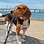 beagle, dog, leash, concrete, beach, sand, ocean, water, bridge, sky, clouds, outdoor, pet, animal, canine, paw, side_view, nature, daylight, curious