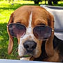 dog, beagle, sunglasses, outdoor, pet, animal, cool, fashion, summer, sunny, greenery, table, chair, portrait, canine, closeup, shade, relaxed, funny, cute
