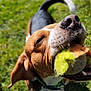 dog, tennis_ball, grass, outdoor, pet, playful, close_up, nose, mouth, animal, chewed_toy, brown, white, black, collar, tail, sunlight, daytime, happy, canine