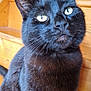 cat, black_cat, pet, animal, close_up, indoor, wooden_background, feline, whiskers, ears, eyes, fur, cute, portrait, domestic_cat, sitting, curious, cozy, home, mammal