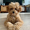 Baya participe au concours pour gagner de l'argent avec cette photo : dog, puppy, curly_fur, apricot_coat, fluffy, portrait, indoor, home, wooden_floor, sitting, front_view, cute, pet, black_nose, dark_eyes, long_ears, living_room, television, furniture, animal_photography