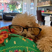 Baya participe au concours pour gagner de l'argent avec cette photo : dog, curly_fur, fluffy, glasses, sleeping, resting, pet, cute, portrait, indoors, home, cushion, floral_pattern, green, black_glasses, relaxed, cozy, furniture, bookshelf, window