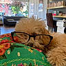 dog, curly_fur, fluffy, glasses, sleeping, resting, pet, cute, portrait, indoors, home, cushion, floral_pattern, green, black_glasses, relaxed, cozy, furniture, bookshelf, window