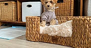 Baya participe au concours pour gagner de l'argent avec cette photo : dog, puppy, curly_hair, small_dog, hoodie, pet_bed, basket, woven_furniture, indoor, living_room, home_decor, wooden_floor, sitting, fluffy, cute, portrait, shelving, storage_baskets, pet_clothing, reflection