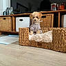 dog, puppy, curly_hair, small_dog, hoodie, pet_bed, basket, woven_furniture, indoor, living_room, home_decor, wooden_floor, sitting, fluffy, cute, portrait, shelving, storage_baskets, pet_clothing, reflection