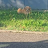 Baya a rejoint le concours — aidez-le/la à gagner de superbes lots ! dog, puppy, fluffy, brown, small_dog, grass, outdoor, garden, road, asphalt, wall, blue_wall, animal, pet, crouching, looking_at_camera, fur, sunlight, plants, portrait