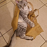 Suki participe au concours pour gagner de l'argent avec cette photo : cat, tabby, gray_cat, paper_bag, floor, tile_floor, indoor, pet, curious, wide_eyes, feline, whiskers, tail, playful, animal, mammal, domestic, cute, sitting, looking