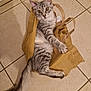 cat, tabby, gray_cat, paper_bag, floor, tile_floor, indoor, pet, curious, wide_eyes, feline, whiskers, tail, playful, animal, mammal, domestic, cute, sitting, looking