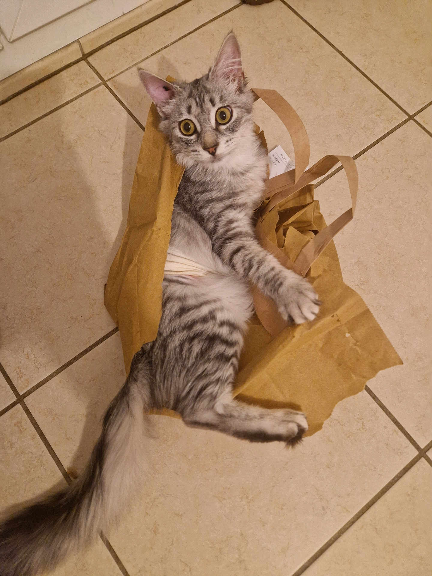 Suki participe au concours pour gagner de l'argent avec cette photo : cat, tabby, gray_cat, paper_bag, floor, tile_floor, indoor, pet, curious, wide_eyes, feline, whiskers, tail, playful, animal, mammal, domestic, cute, sitting, looking