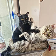 Kur participe au concours pour gagner de l'argent avec cette photo : cat, black_cat, grey_cat, pets, indoor, window, hammock, cozy, feline, playful, cute, animal, fur, whiskers, yellow_eyes, relaxing, home, floor, basket, curtain