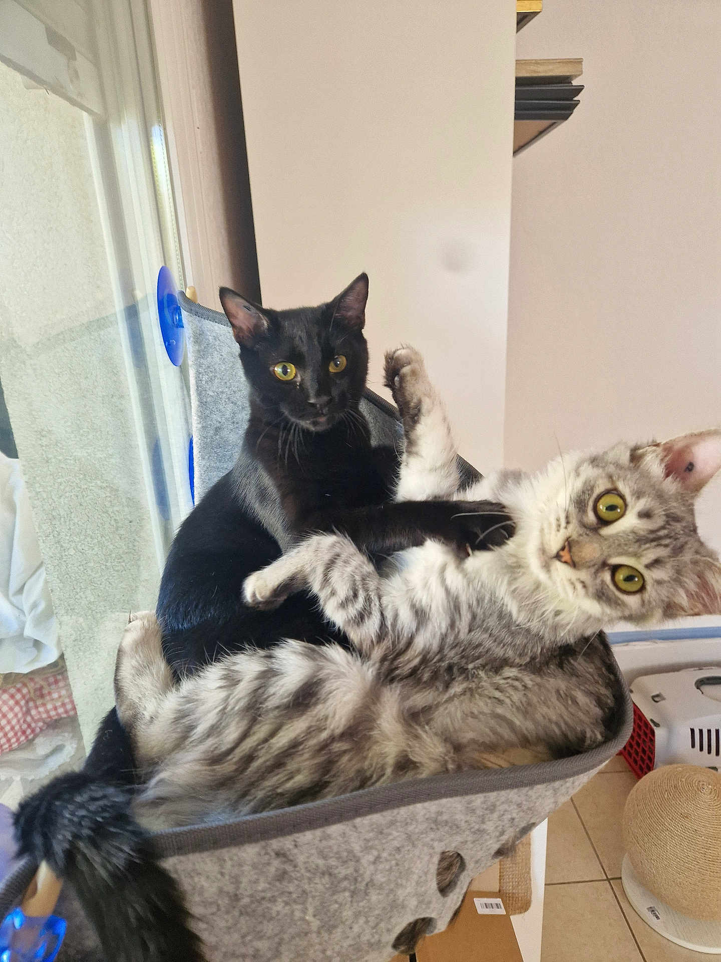 Kur participe au concours pour gagner de l'argent avec cette photo : cat, black_cat, grey_cat, pets, indoor, window, hammock, cozy, feline, playful, cute, animal, fur, whiskers, yellow_eyes, relaxing, home, floor, basket, curtain