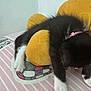 kitten, black_and_white, cat, plush_toy, sleeping, bed, striped_bedspread, pink_collar, indoor, furry, paw, cute, cozy, resting, animal, pet, soft, stuffed_animal, relaxed, young