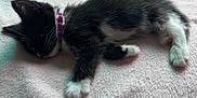 Boots joined the competition — help win amazing prizes! kitten, cat, sleeping, black_and_white, collar, pet, cute, furry, small, resting, indoor, blanket, soft, pink, animal, young, cozy, fur, whiskers, paw