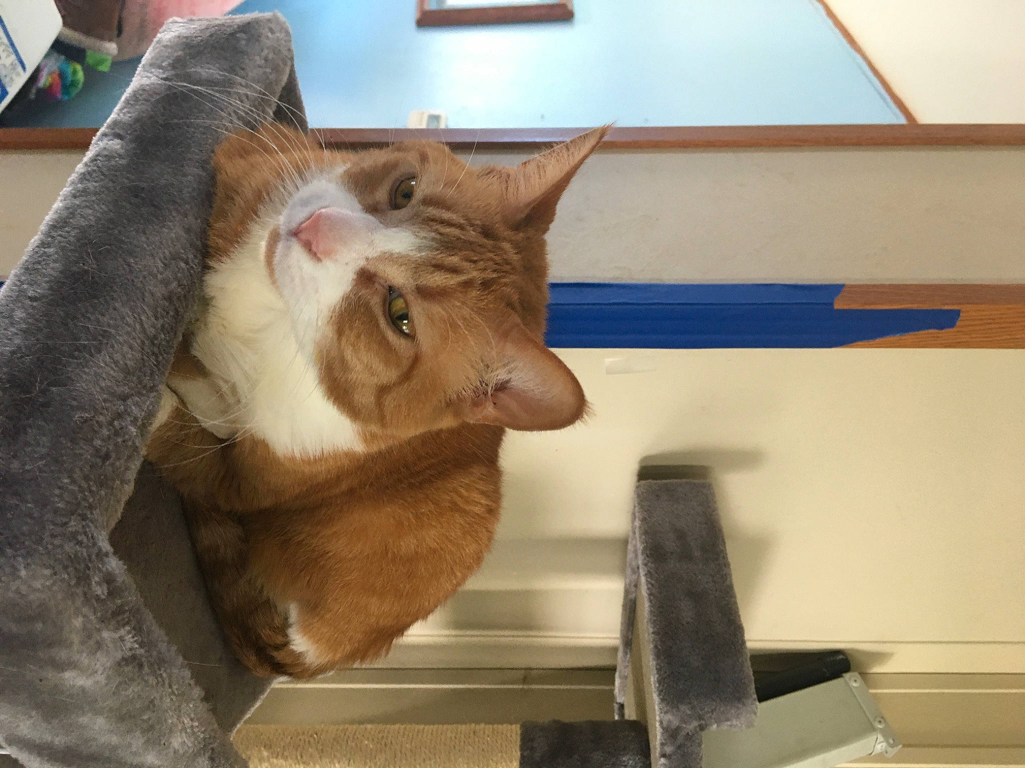 Ginger joined the competition — help win amazing prizes! art, box, carnivore, cat, domestic_short_haired_cat, fawn, felidae, fur, paper_product, picture_frame, room, small_to_medium_sized_cats, snout, tail, whiskers, window, wood, working_animal