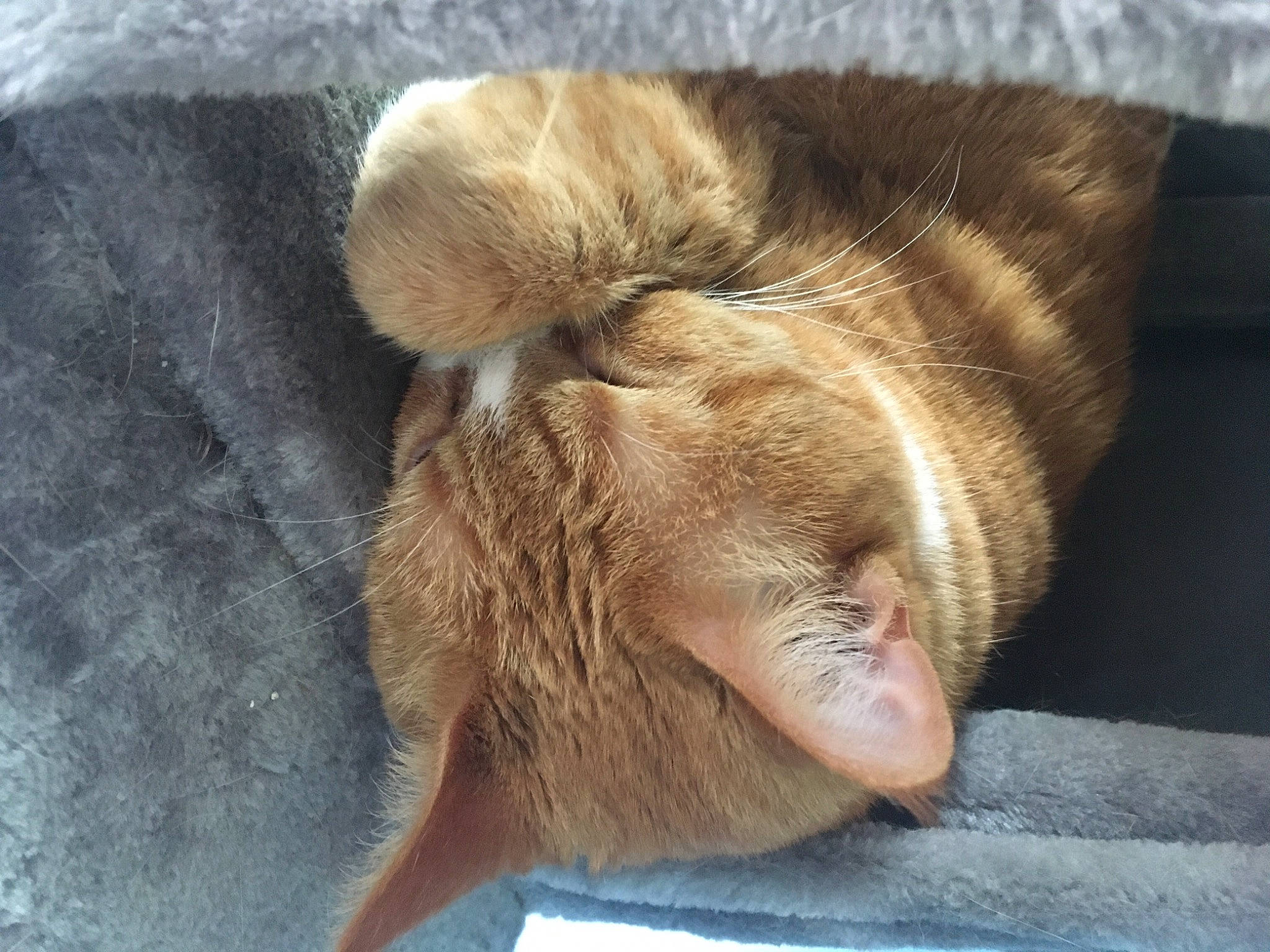 Ginger joined the competition — help win amazing prizes! canidae, carnivore, cat, claw, comfort, dog_breed, ear, fawn, felidae, flooring, fur, human_leg, liver, paw, small_to_medium_sized_cats, snout, sporting_group, tail, terrestrial_animal, whiskers