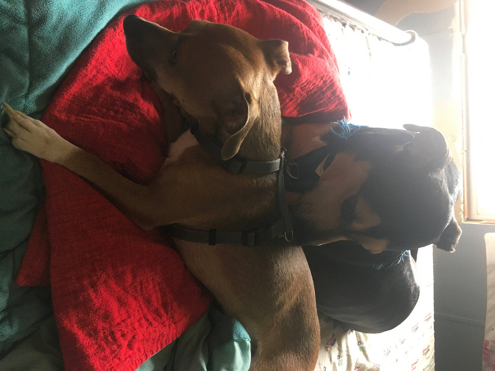 Leslie is registered to the contest to win money with this photo: canidae, carmine, carnivore, collar, comfort, companion_dog, dog, dog_breed, dog_supply, fawn, fur, guard_dog, liver, magenta, personal_protective_equipment, pet_supply, snout, sporting_group, tints_and_shades, working_animal