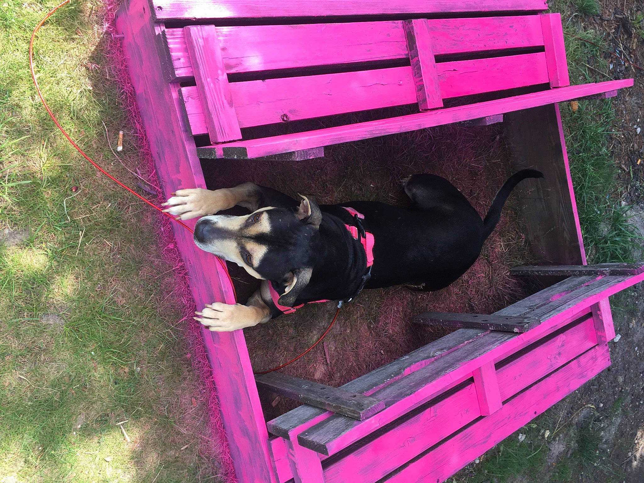 Leslie is registered to the contest to win money with this photo: canidae, carnivore, companion_dog, dog, dog_breed, dog_supply, grass, guard_dog, leisure, magenta, mammal, outdoor_furniture, pet_supply, pink, purple, sporting_group, tints_and_shades, vertebrate, wood, working_animal