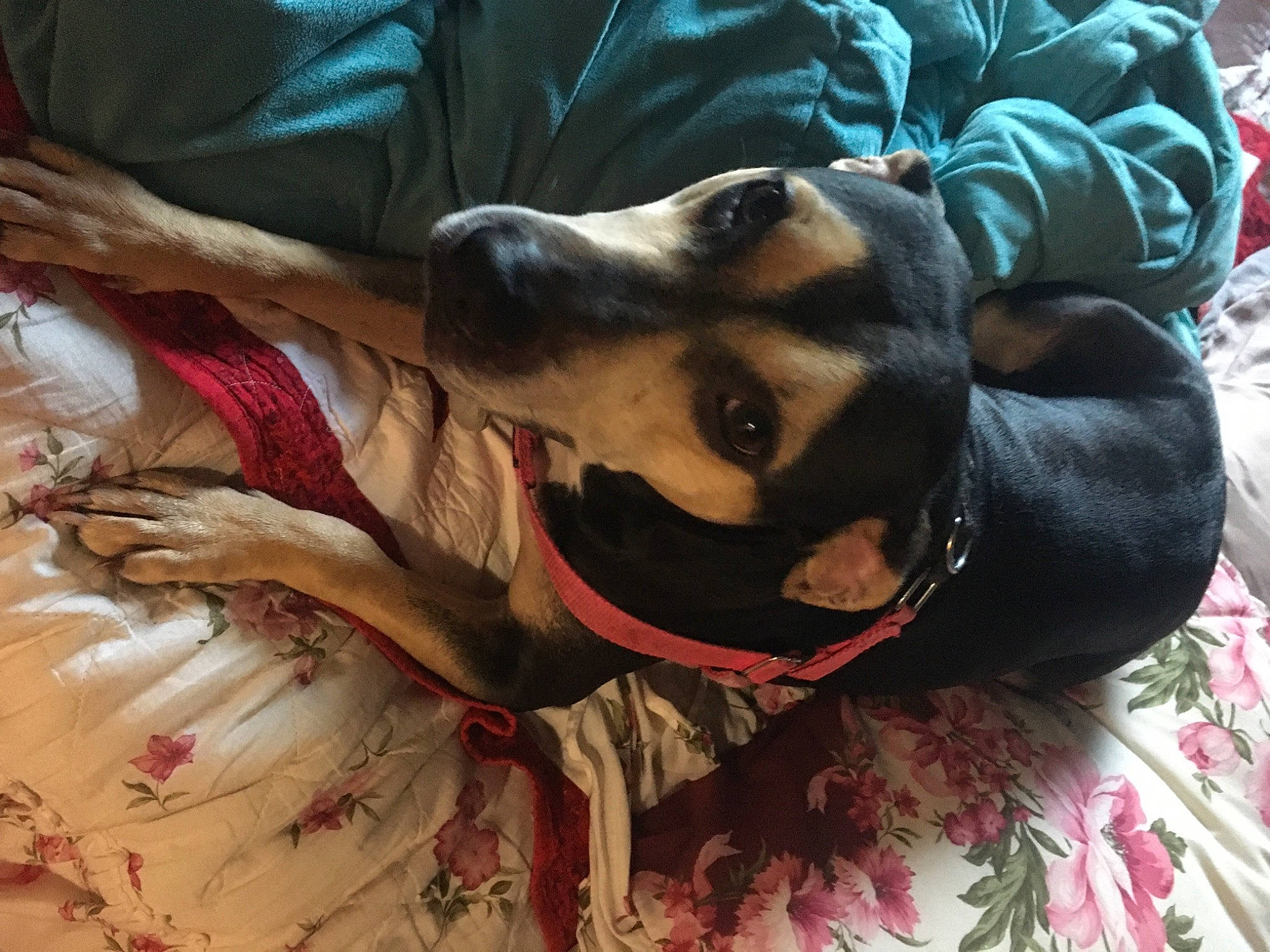 Leslie joined the competition — help win amazing prizes! blanket, carnivore, comfort, companion_dog, couch, dog, dog_breed, dog_supply, fawn, fur, guard_dog, linens, pattern, paw, pillow, sporting_group, visual_arts, working_animal, working_dog