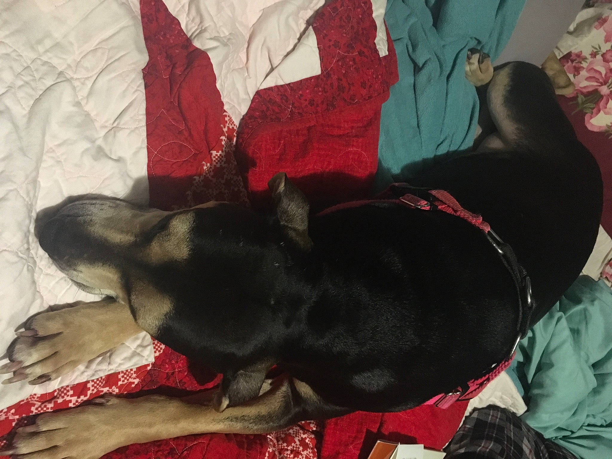 Leslie is registered to the contest to win money with this photo: borador, canidae, carmine, carnivore, collar, comfort, companion_dog, dog, dog_breed, dog_collar, dog_supply, fawn, fur, grey, linens, pet_supply, snout, sporting_group, tail, working_animal