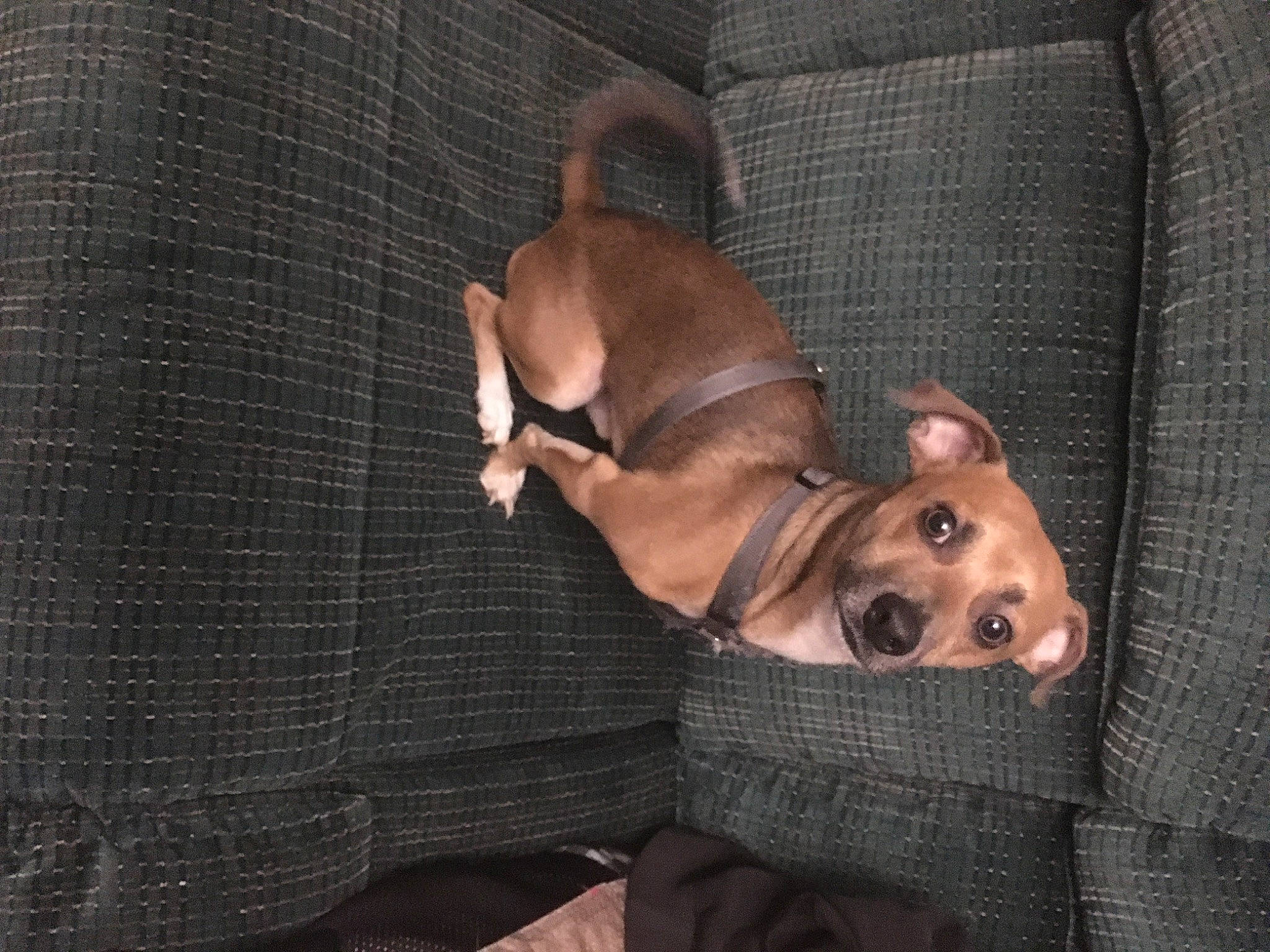 Scrappy joined the competition — help win amazing prizes! canidae, carnivore, comfort, companion_dog, couch, dog, dog_breed, dog_supply, fawn, fur, liver, non_sporting_group, pet_supply, sporting_group, wood, working_animal