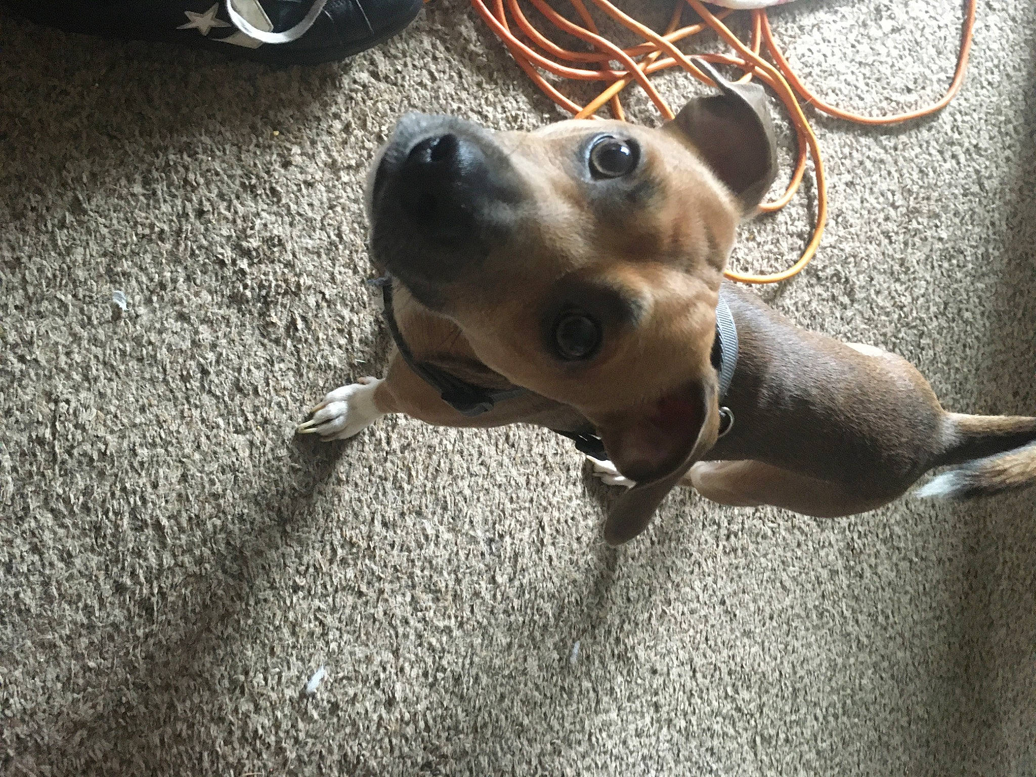 Scrappy joined the competition — help win amazing prizes! canidae, carnivore, collar, companion_dog, dog, dog_breed, dog_collar, ear, fawn, flooring, fur, grey, metal, road_surface, snout, sporting_group, street_dog, terrestrial_animal, whiskers, working_animal