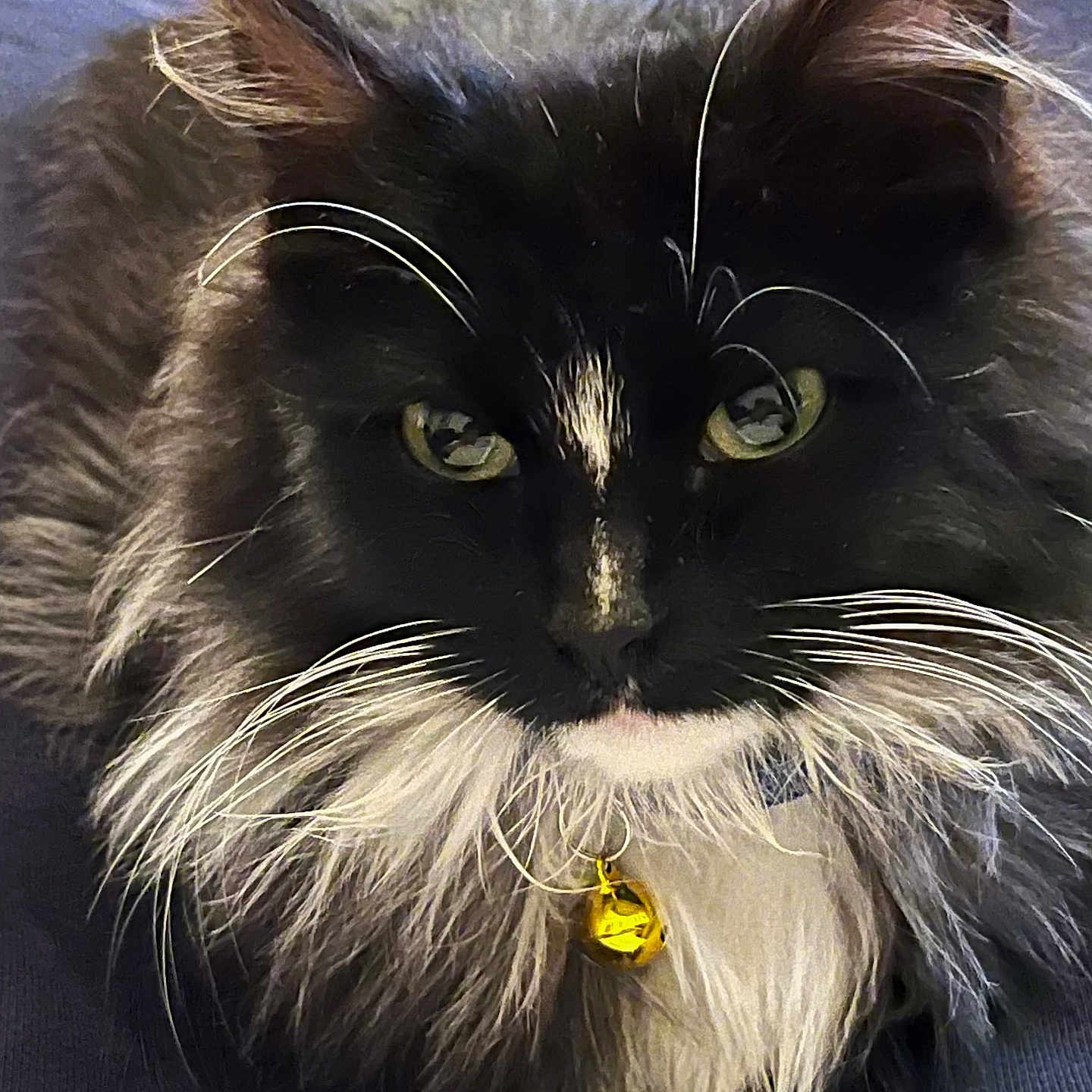 Muffin is registered to the contest to win money with this photo: abyssinian, accessories, angora, animal, blackcat, cat, collar, couch, cushion, diamond, earring, furniture, gemstone, homedecor, jewelry, kitten, manx, necklace, pendant, pet