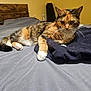 Calypso is registered to the contest to win money with this photo: cat, calico, bed, blanket, paw, fur, indoor, furniture, headboard, guitar_case, curious, resting, animal, pet, whiskers, cozy, sleepy, domestic, mammal, room