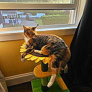Calypso is registered to the contest to win money with this photo: cat, calico, cat_tree, sunflower, window, indoor, feline, pet, relaxed, sunlight, curtain, floor, home, resting, animal, domestic, cozy, yellow, green, brown