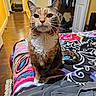 animal, bed, bedspread, calico, cat, closet, clothing, curious, domestic, door, floor, fur, furniture, home, indoor, patterned, pet, room, tail, whiskers