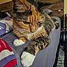 animal, bed, blanket, calico_cat, cat, closeup, cozy, curious, cute, domestic_animal, feline, fur, headboard, indoor, mammal, paw, pet, resting, sleepy, whiskers