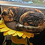 cat, tabby, sunflower, cat_perch, window, sunlight, pet, feline, indoor, cozy, resting, fur, animal, curled_up, relaxed, yellow, green, home, domestic, cute