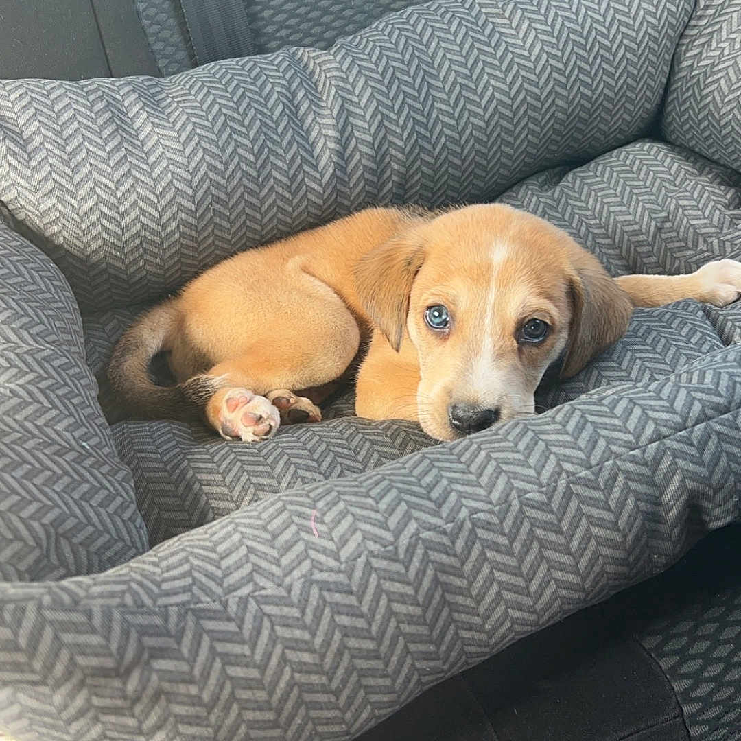 Vins a rejoint le concours — aidez-le/la à gagner de superbes lots ! animal, beagle, blanket, canine, car, chair, couch, cushion, dog, dogbed, furniture, homedecor, hound, indoors, interiordesign, labradorretriever, person, pet, puppy, sleeping