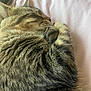 Juna joined the competition — help win amazing prizes! cat, tabby, sleeping, curled_up, fur, whiskers, paw, cozy, indoor, blanket, pink, resting, pet, animal, cute, close_up, relaxation, soft, feline, domestic