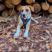 Pongo participe au concours pour gagner de l'argent avec cette photo : dog, animal, outdoor, nature, leaves, harness, wood, logs, forest_floor, pet, canine, autumn, brown, white, laying_down, ground, tree_bark, fur, ears, snout
