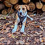 dog, animal, outdoor, nature, leaves, harness, wood, logs, forest_floor, pet, canine, autumn, brown, white, laying_down, ground, tree_bark, fur, ears, snout