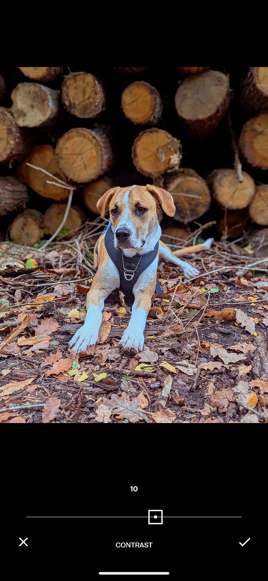 Pongo participe au concours pour gagner de l'argent avec cette photo : dog, animal, outdoor, nature, leaves, harness, wood, logs, forest_floor, pet, canine, autumn, brown, white, laying_down, ground, tree_bark, fur, ears, snout