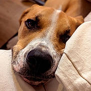Pongo participe au concours pour gagner de l'argent avec cette photo : animal, blurred_background, brown, canine, close_up, companion, cozy, dog, eyes, fabric, face, fur, indoor, nose, pet, portrait, relaxed, resting, soft_light, white