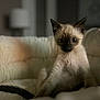 bed, blanket, bokeh, cat, cozy, curious, cute, ears, eyes, fur, furniture, home, indoor, kitten, lamp, pet, portrait, siamese, soft_light, whiskers