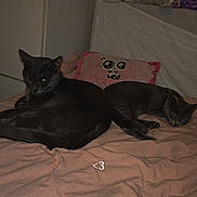 Chipie Et Cookie a rejoint le concours — aidez-le/la à gagner de superbes lots ! abyssinian, animal, bed, bedroom, blackcat, blanket, cat, couch, cushion, furniture, homedecor, indoors, kitten, linen, manx, person, pet, quilt, room, wood