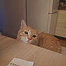 Ignis a rejoint le concours — aidez-le/la à gagner de superbes lots ! cat, orange_tabby, table, indoor, kitchen, refrigerator, counter, paper, curious, resting, chin_on_table, wooden_surface, pet, animal, feline, domestic_cat, eyes, whiskers, fur, background