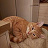 Ignis a rejoint le concours — aidez-le/la à gagner de superbes lots ! cat, orange_tabby, pet, indoor, resting, blanket, feline, sleepy, cozy, fur, whiskers, ears, cute, domestic_animal, home, relaxing, animal, soft, warm_lighting, comfortable