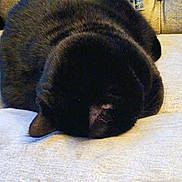 Ninja joined the competition — help win amazing prizes! cat, black_cat, sleeping, curled_up, feline, pet, indoor, couch, furniture, cozy, relaxing, nap, fur, animal, domestic_animal, resting, cute, closeup, home, soft